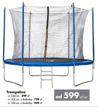 Mrówka Trampolina oferta