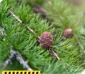 Bricomarche Roślina ogrodowa oferta