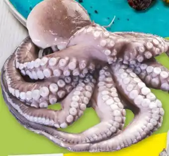 Selgros Ośmiornica oferta
