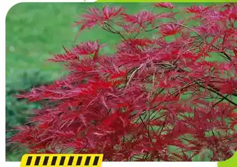 Klon palmowy