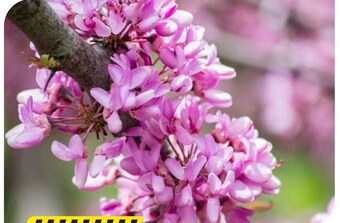 Bricomarche Roślina ogrodowa oferta