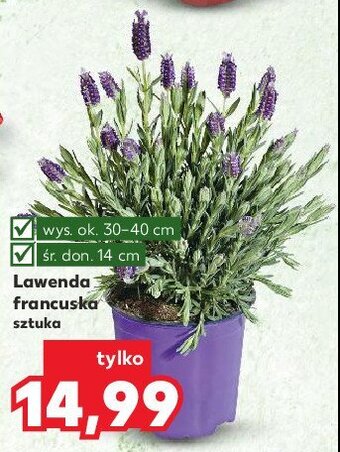 Kaufland Lawenda francuska śr. don. 14 cm oferta