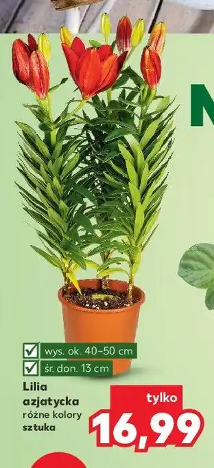 Kaufland Lilia azjatycka don 13 cm oferta