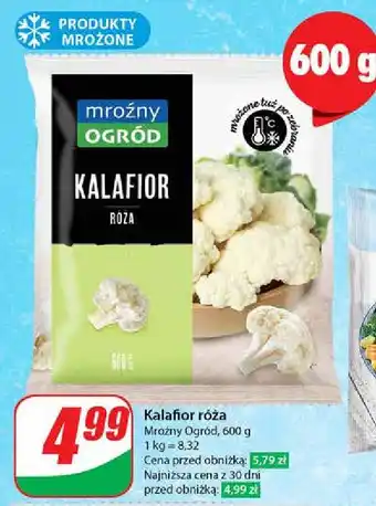 Dino Kalafior oferta