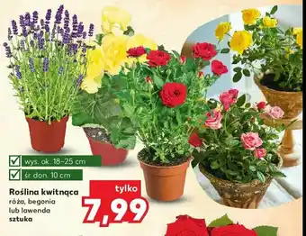 Kaufland Róża doniczka fi 10 cm 1 SZT oferta