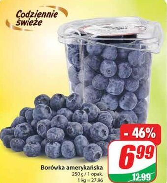 Dino Borówki amerykańskie oferta