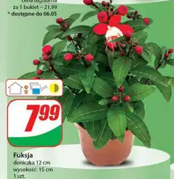 Dino Fuksja 12 cm oferta