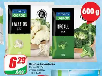 Dino Brokuły mroźny ogród oferta