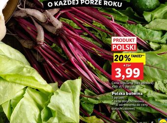 Lidl Botwina 1 pęk oferta