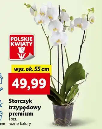 Lidl Storczyk 3-pędowy 55 cm oferta