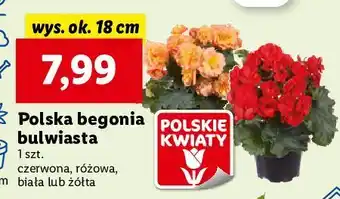 Lidl Begonia żółta oferta