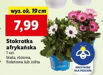 Stokrotka afrykańska 19 cm