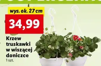 Lidl Truskawka w doniczce wiszącej oferta
