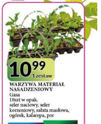 E.Leclerc Sałata masłowa oferta