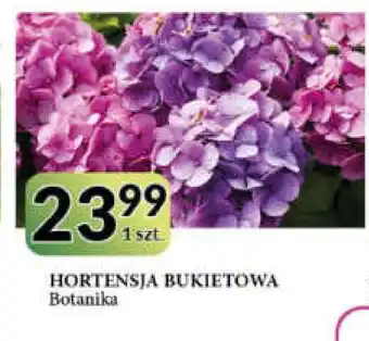 E.Leclerc Hortensja ogrodowa botanika oferta