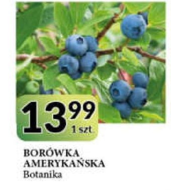 E.Leclerc Borówka amerykańska don. 1.5 l botanika oferta