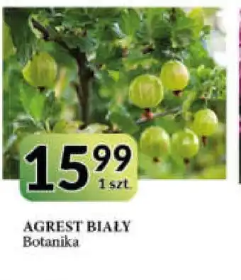 E.Leclerc Agrest biały botanika oferta