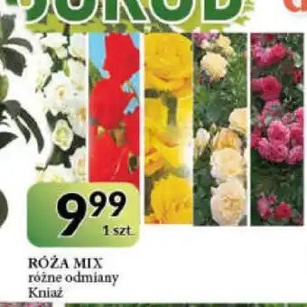 E.Leclerc Róża biała kniaź oferta