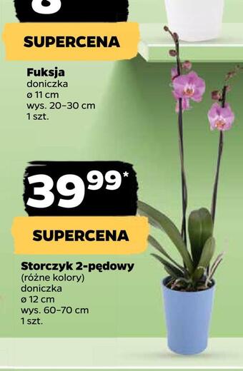 Netto Storczyk 2-pędowy oferta