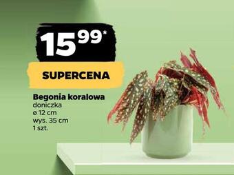 Netto Begonia koralowa oferta