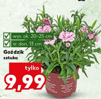 Kaufland Goździk oferta