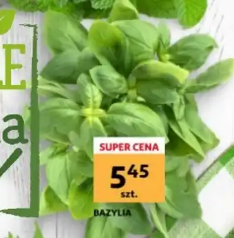 Auchan BAZYLIA szt. oferta