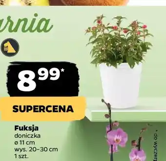 Netto Fuksja 11 cm oferta