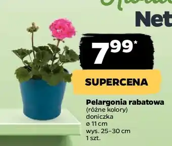 Netto Pelargonia rabatowa 11 cm oferta