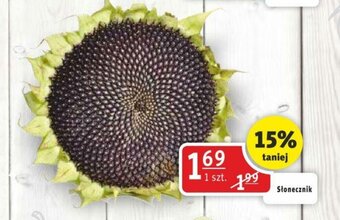 Prim Market Słonecznik oferta