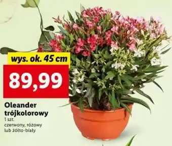 Lidl Oleander trójkolorowy wys. ok. 45 cm oferta