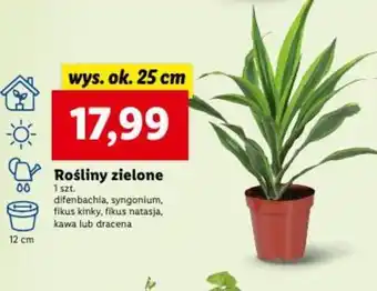 Lidl Rośliny zielone 12 cm oferta