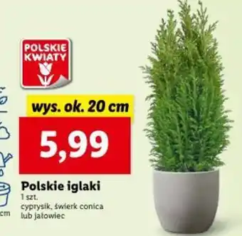 Lidl Polskie iglaki wys. ok. 20 cm oferta