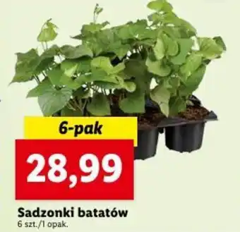 Lidl Sadzonki batatów 6 szt. oferta