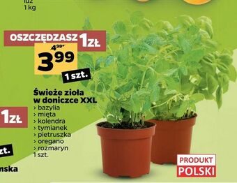 Świeże zioła w doniczce XXL