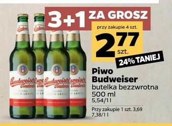 Netto Piwo Budweiser oferta