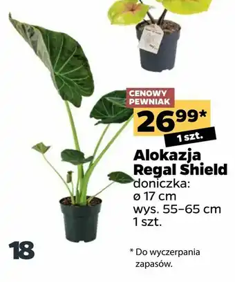 Netto Alokazja Regal Shield oferta