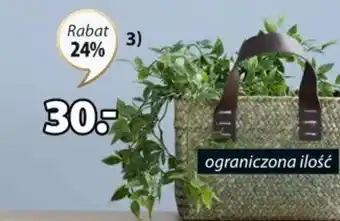 JYSK Roślina sztuczna Oliver S20xD14xW70cm oferta