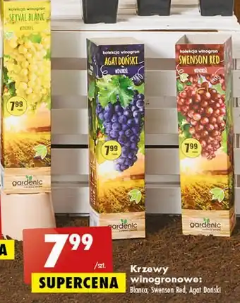 Biedronka Krzew winogronowy swenson red oferta