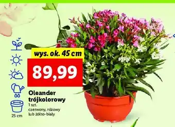 Lidl Oleander drzewko wys. 45 cm oferta