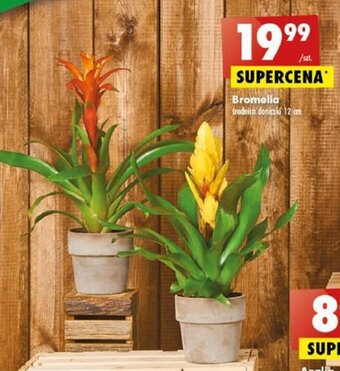 Biedronka Bromelia oferta