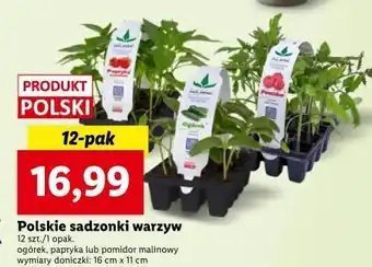 Sadzonki ogórek mularski
