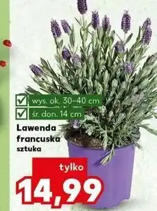 Kaufland Lawenda francuska śr. don. 14 cm oferta