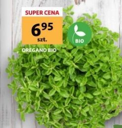 Auchan Oregano bio auchan pewni dobrego oferta