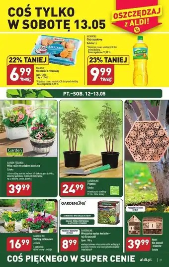ALDI Rośliny balkonowe garden line oferta