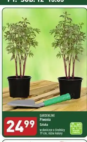 ALDI Piwonia don. 19 cm garden line oferta