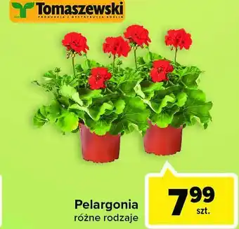 Pelargonia