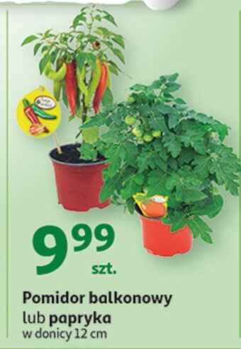 Auchan Papryka balkonowa oferta