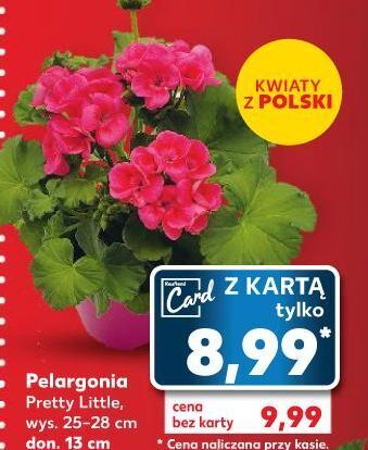 Kaufland Pelargonia pretty little don. 13 cm oferta