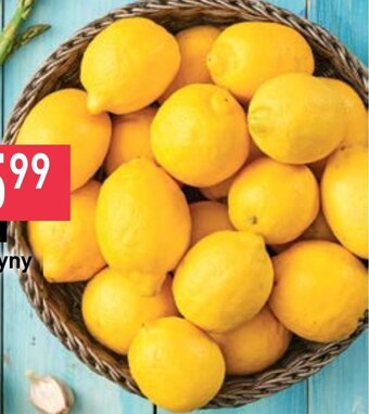Stokrotka Cytryna oferta