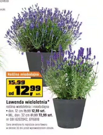 OBI Lawenda oferta